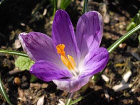 Crocus vernus ssp verus